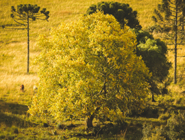 Fotografia de uma árvore centenário em meio a flora do parque das cascatas, nos campos de cima da Serra RS